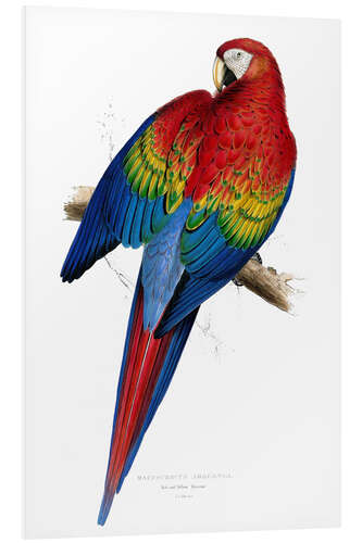 Foam board print Red & Yellow Macaw