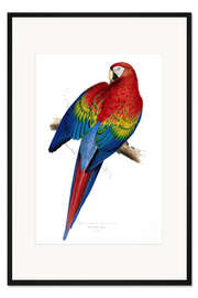 Gerahmter Kunstdruck Hellroter Ara