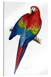 Gallery print Red &amp; Yellow Macaw