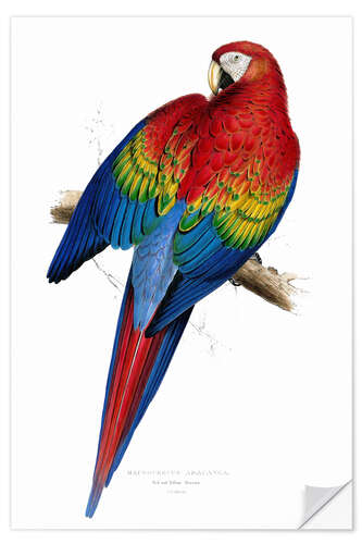 Selvklebende plakat Red & Yellow Macaw