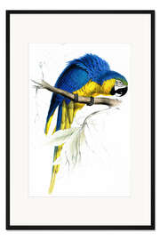 Gerahmter Kunstdruck Gelbbrustara