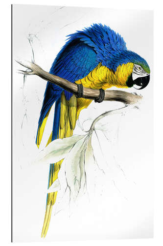 Galleriataulu Blue & Yellow Macaw