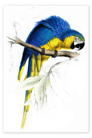 Poster  Aras bleu et jaune - Edward Lear