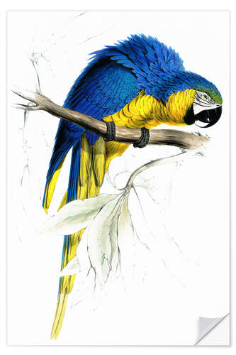 Naklejka na ścianę Blue & Yellow Macaw