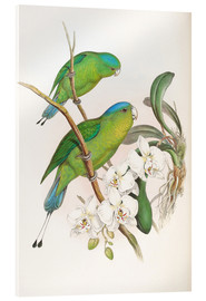 Akryylilasitaulu  Philippine Racket tailed Parrot - John Gould