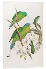 Foam board print Philippine Racket tailed Parrot