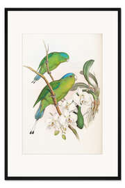 Gerahmter Kunstdruck Prioniturus luconensis