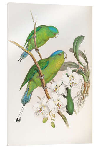 Quadro em plexi-alumínio Philippine Racket tailed Parrot