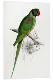 Foam board print Hooded Parakeet