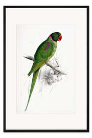 Gerahmter Kunstdruck Hooded-Sittich