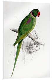 Gallery print Hooded Parakeet