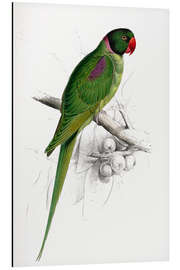 Magnettafel Hooded-Sittich