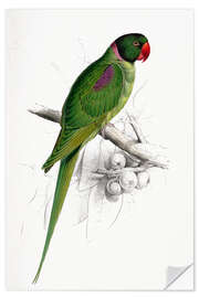 Wall sticker Hooded Parakeet