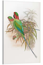 Magnettafel Palaeornis Malaccensis