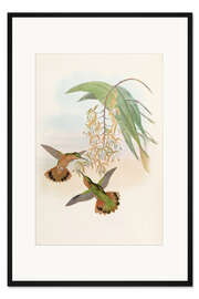 Gerahmter Kunstdruck Campylopterus Rufus