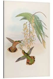 Magnettafel Campylopterus Rufus