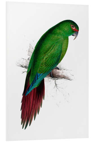 Foam board print Long billed Parakeet Macaw