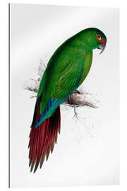 Gallery print Long billed Parakeet Macaw