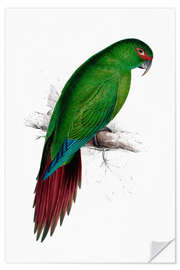 Wall sticker Long billed Parakeet Macaw