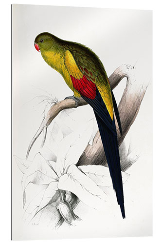 Gallery print Black tailed Parakeet