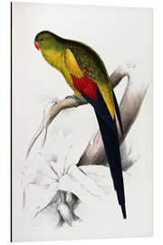 Magnettafel Bergsittich