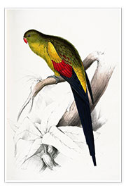 Wall print  Black tailed Parakeet - Edward Lear