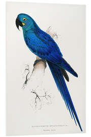 Foam board print Hyacinthine Macaw