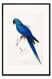 Gerahmter Kunstdruck Hyazinth-Ara