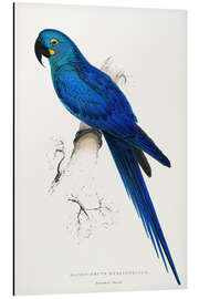 Magnettafel Hyazinth-Ara