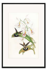 Gerahmter Kunstdruck Glaucis Fraseri