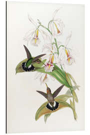 Magnettafel Glaucis Fraseri