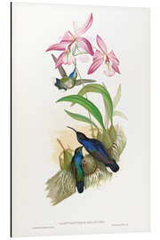 Magnettafel Campylopterus Delattrei