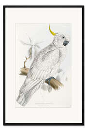 Gerahmter Kunstdruck Gelbwangenkakadu