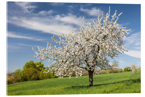 Quadro em acrílico Blooming cherry tree