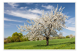 Poster Cerisier en fleur dans un champ