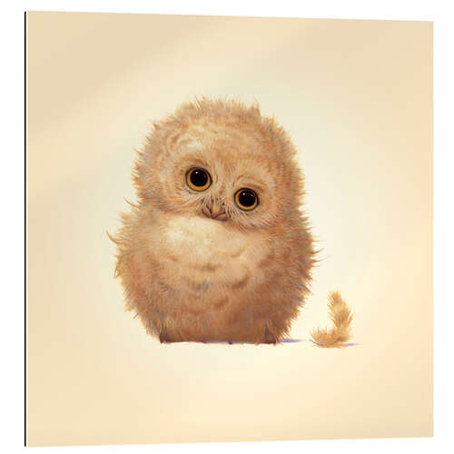 Cuadro de plexi-alu Owlet