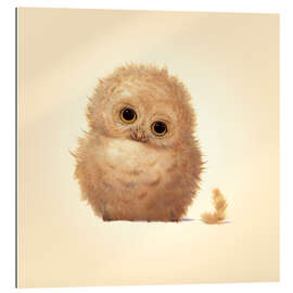 Cuadro de plexi-alu Owlet