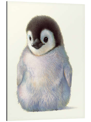 Aluminiumsbilde Penguin chick