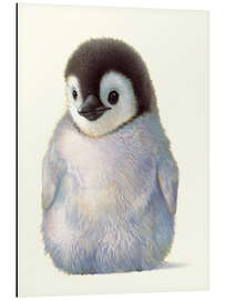 Aluminium print Penguin chick