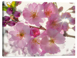 Tableau sur toile  Sakura fleuri au printemps - Steffen Gierok