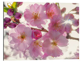 Magnettafel Kirschblüten