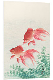 Foam board print Two goldfish