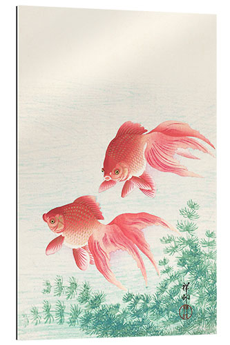 Gallery print Two goldfish