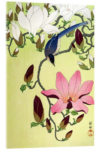 Acrylglas print Magpie with Pink and White Magnolia Blossoms