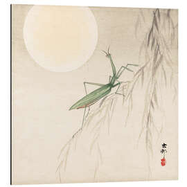 Magnettafel Gottesanbeterin auf einem Weiden Zweig