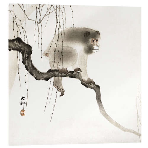 Cuadro de metacrilato Macaco japonés en la rama
