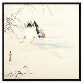 Gerahmter Kunstdruck Tauchender Mallard