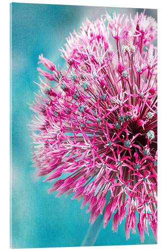 Akrylbilde Allium in Pink