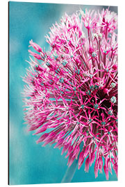 Aluminiumtavla Allium in Pink