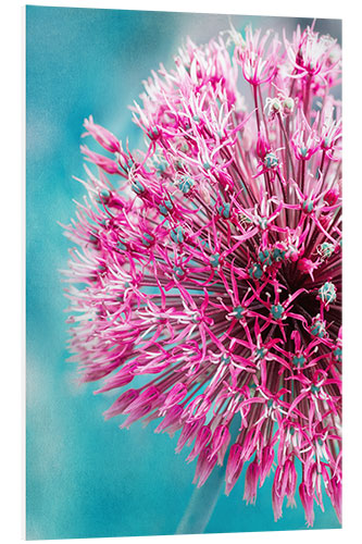 Foam board print Allium in Pink